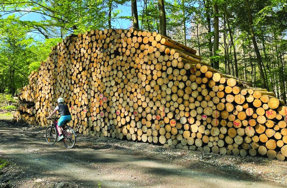 
Timber supplies in Central and Northern Europe affected by nature-related risks. 