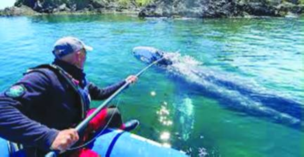 
Fishing affected in the Mediterranean. 
