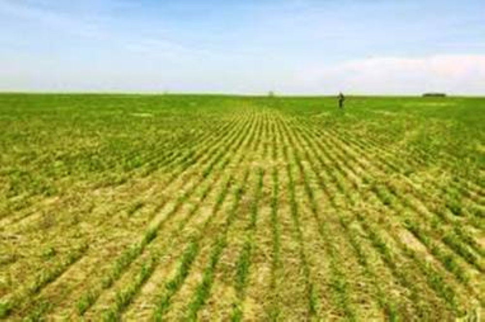 
Droughts are reducing crop yields in Oklahoma. 