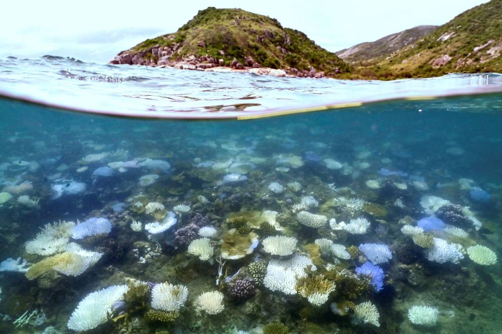 Beached and dead coral around Lizard Island on the Great Barrier Reef near Cairns, Australia. (AFP)