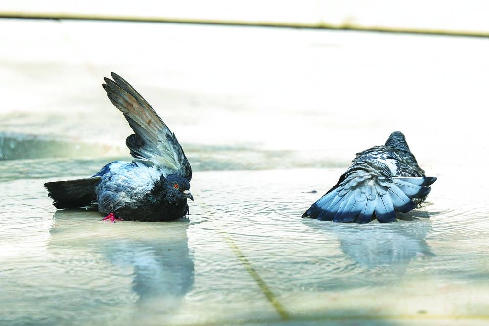 Pigeons cool off in the water at Place Gambetta, Bordeaux, as a heatwave hits France. – Reuters