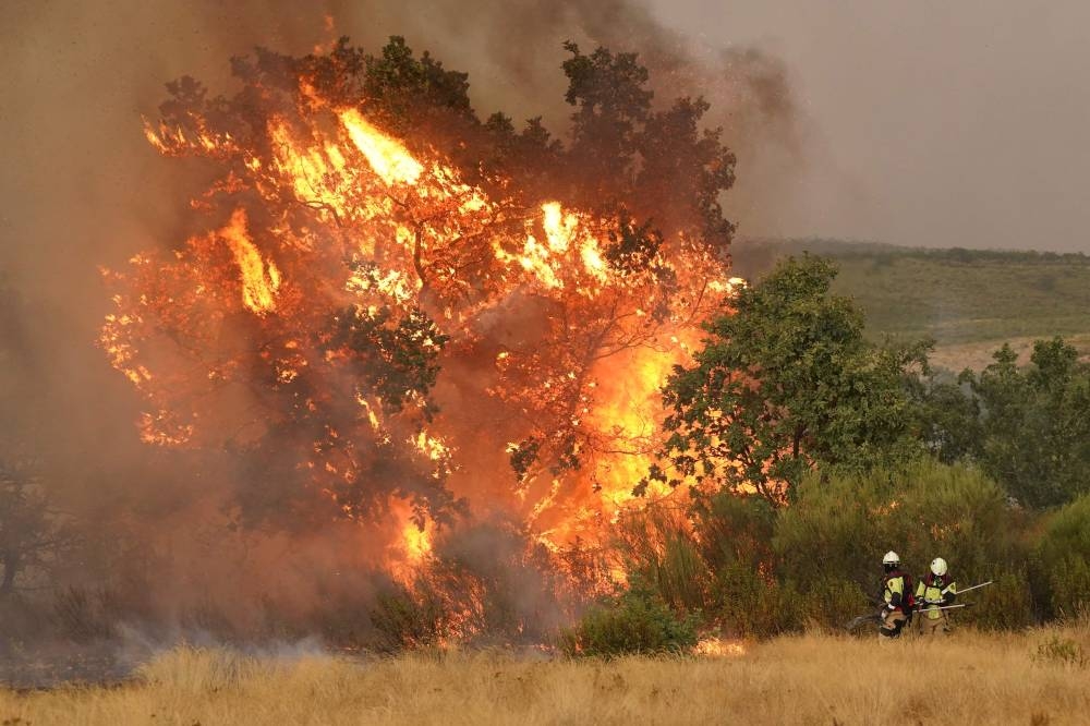 A tree catches fire as firefighters work to extinguish a wildfire near Losacio, north of Zamora, on August 12, 2025. A man died from burns and thousands of people were forced to evacuate as wildfires swept through parts of Spain, fueled by strong winds and a searing heat wave that has gripped the country for 10 days. (AFP)