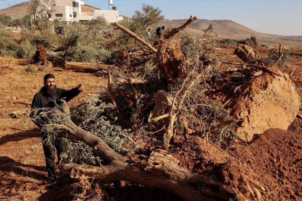 A Palestinian man looks at olive trees uprooted by Israeli soldiers using a bulldozer in the occupied West Bank village of Al-Mughayyir, north of Ramallah, on Sunday. AFP