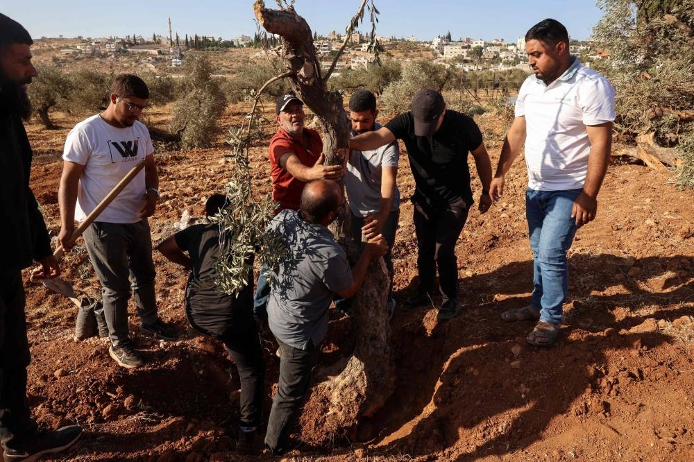Palestinian men replant an olive tree uprooted by Israeli soldiers using a bulldozer in the occupied West Bank village of Al-Mughayyir, north of Ramallah, on Sunday. AFP