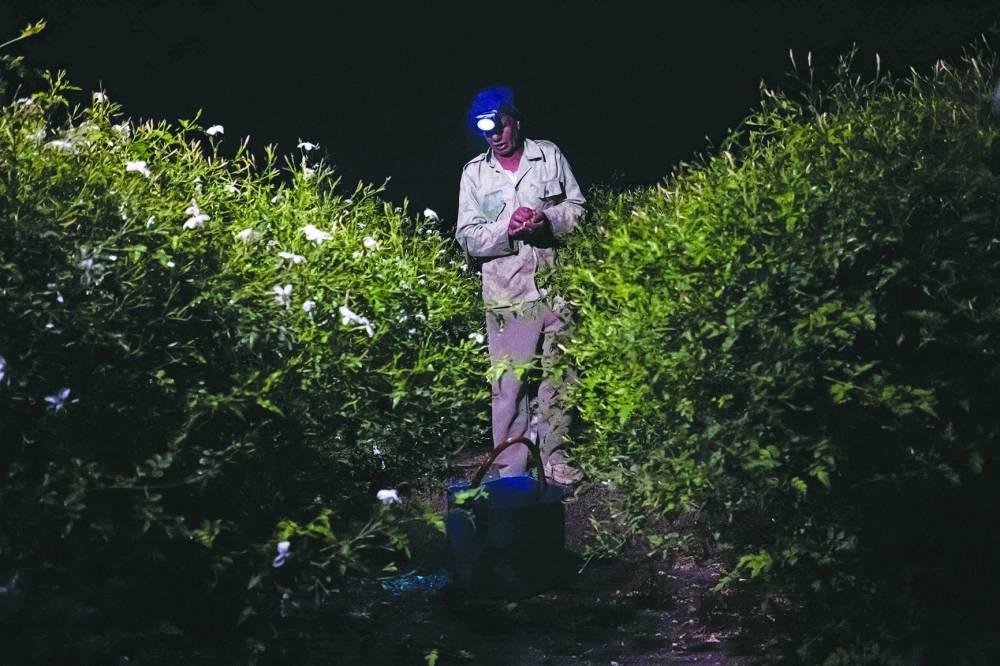 An agricultural worker harvests jasmine flowers before sunrise at a field in the village of Shubra Balula in Egypt's northern Nile delta province of Gharbiya.