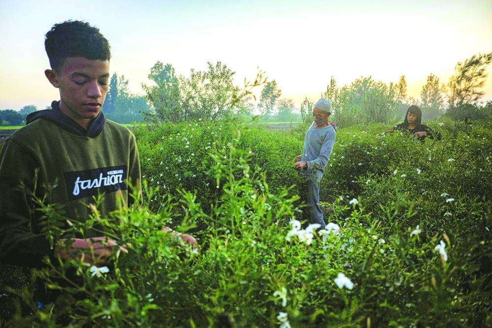 Agricultural workers harvest jasmine flowers at sunrise at a field in the village of Shubra Balula in Egypt's northern Nile delta province of Gharbiya on July 7, 2025. In this fertile pocket of the Delta, jasmine has sustained thousands of families for generations, but rising temperatures, prolonged dry spells and climate-driven pests are putting that legacy at risk. (AFP)