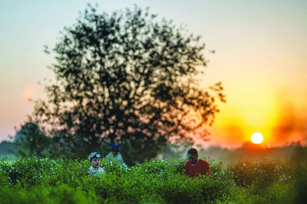Agricultural workers harvest jasmine flowers at sunrise at a field in the village of Shubra Balula in Egypt's northern Nile delta province of Gharbiya.