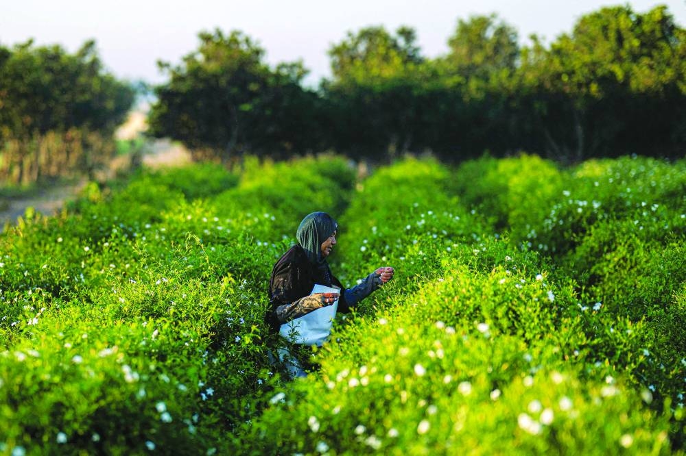 An agricultural worker harvests jasmine flowers at sunrise at a field in the village of Shubra Balula in Egypt's northern Nile delta province of Gharbiya.