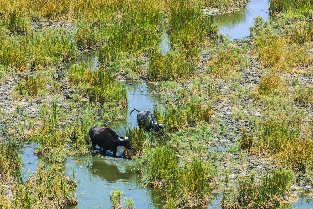 This aerial view shows water buffaloes drinking from a marsh in the drought-striken Chibayish marshes in Iraq's southern Dhi Qar province recently. 