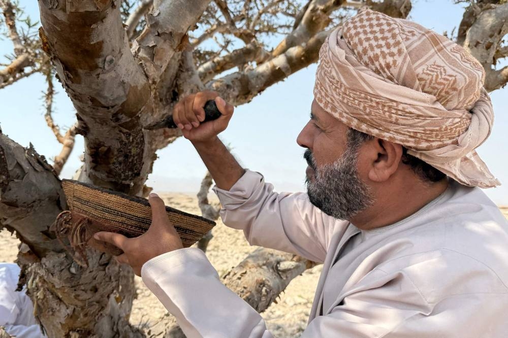 A harvester collects frankincense resin from a Boswellia tree, in the Dawkah valley in Oman's southern Dhofar region.