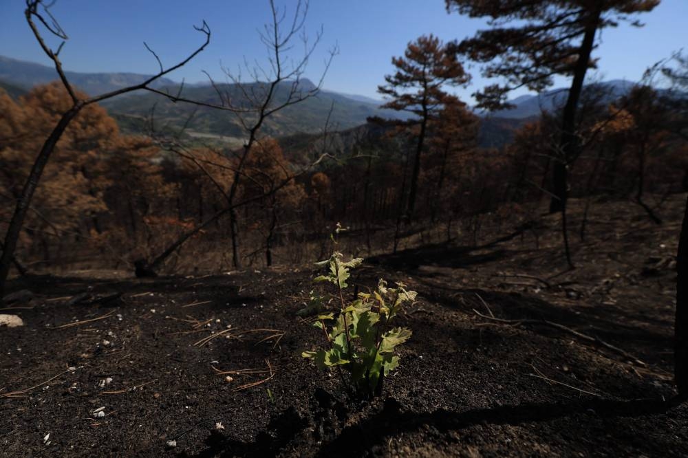 A young tree has grown in the burned forest, in Skenderbegas, near Gramsh, on September 16, 2025. Weeks of violent wildfires have devastated pine forests around Skenderbegas in central Albania’s Gramsh region, destroying more than 700 hectares of woodland and dozens of homes with livestock and wildlife among the victims, as the country faced extreme heat and drought on summer 2025, making it one of the Balkan nations most affected by wildfires. (AFP)