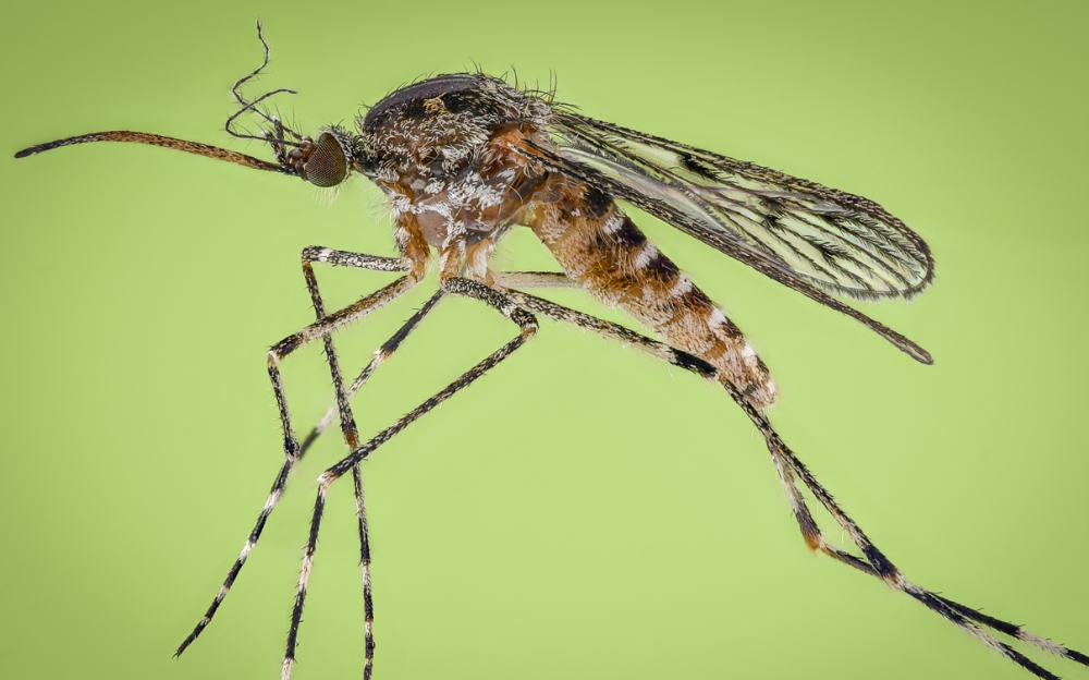 Three Culiseta annulata mosquitoes, two females and one male, were sighted around 30 kilometres north of the capital Reykjavik.