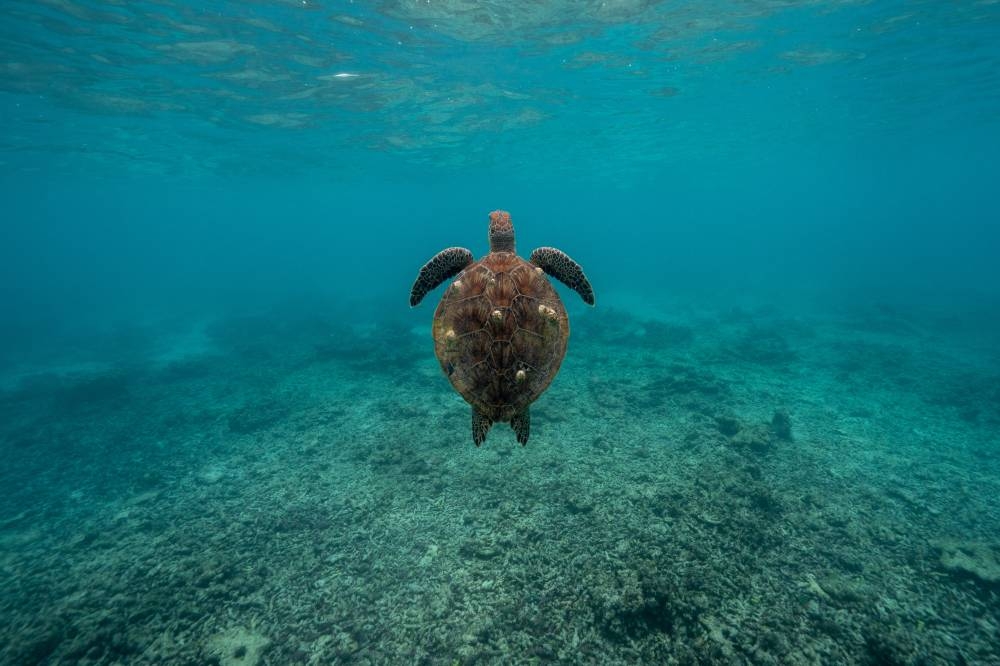 Hawksbill turtle. Photo by Azzam al-Mannai