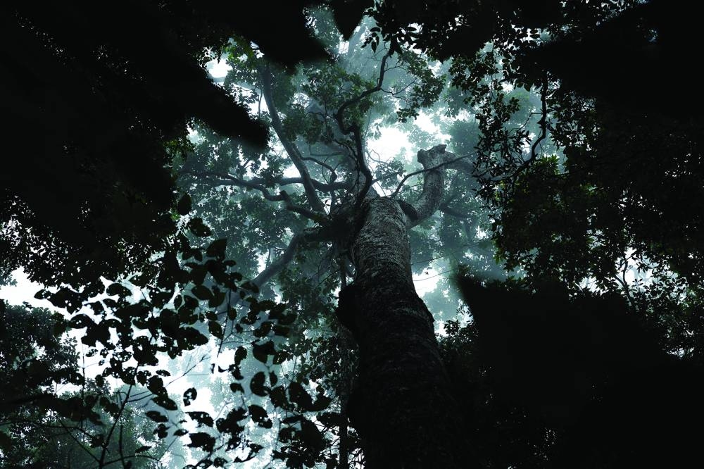 
A view of trees amid morning fog near the world’s largest iron ore mine, run by Brazilian mining company Vale in the middle of a vast rainforest preserve, at Carajas National Forest in the Amazonian state of Para, Brazil. (Reuters) 