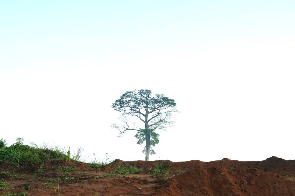 
A lone primary forest tree against a clear sky. (Bloomberg) 