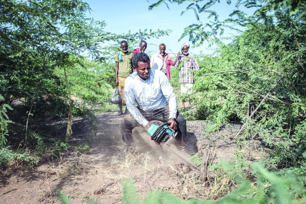 An NGO worker cuts through the roots of a Prosopis juliflora plant with a chainsaw during removal efforts in Amibara Woreda.