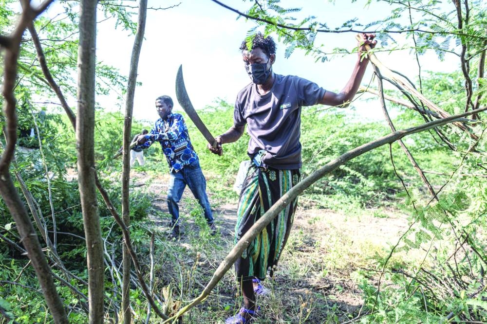 Two young volunteers work to cut down Prosopis juliflora plants using machetes in Amibara Woreda, on October 17, 2025. 