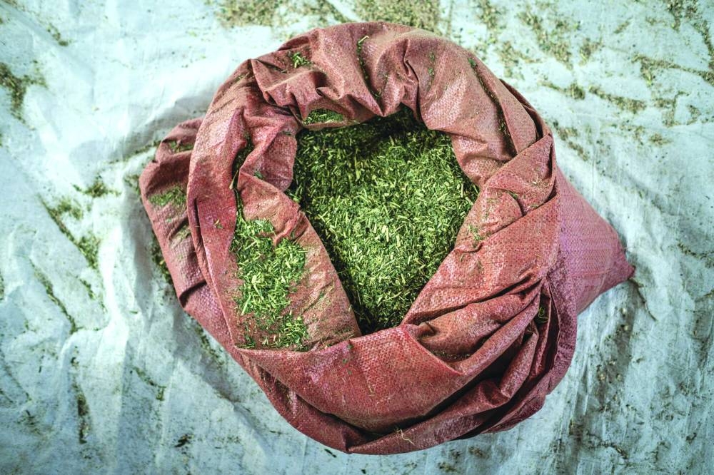 Dried and crushed Prosopis Juliflora lies stored inside a sack at one of the small processing centers run with the support of NGO CARE in Amibara Woreda, on October 16, 2025.