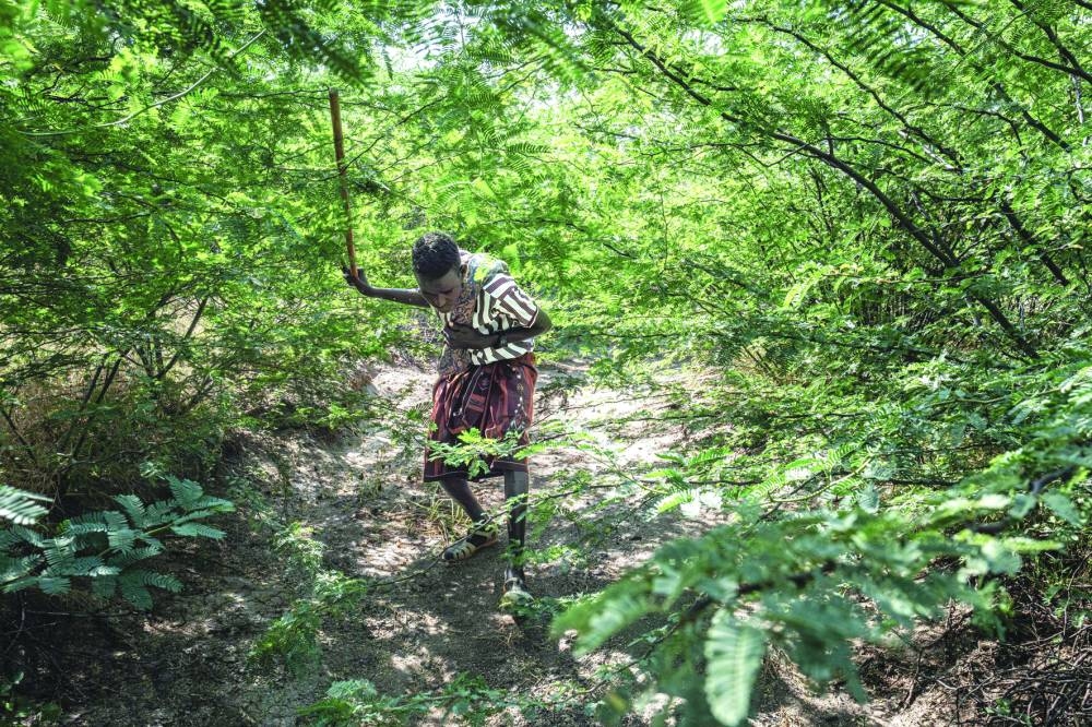 A resident navigates a path completely overtaken by the invasive plant Prosopis juliflora in a village in Amibara Woreda.
