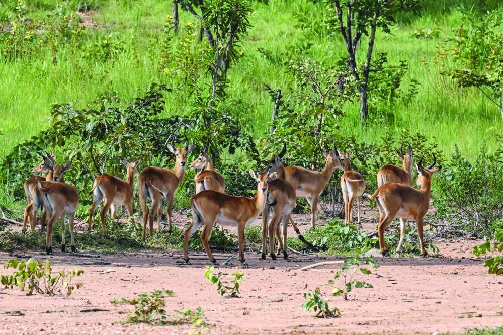 A general view of antelopes in the Comoe National Park, northeastern Ivory Coast.