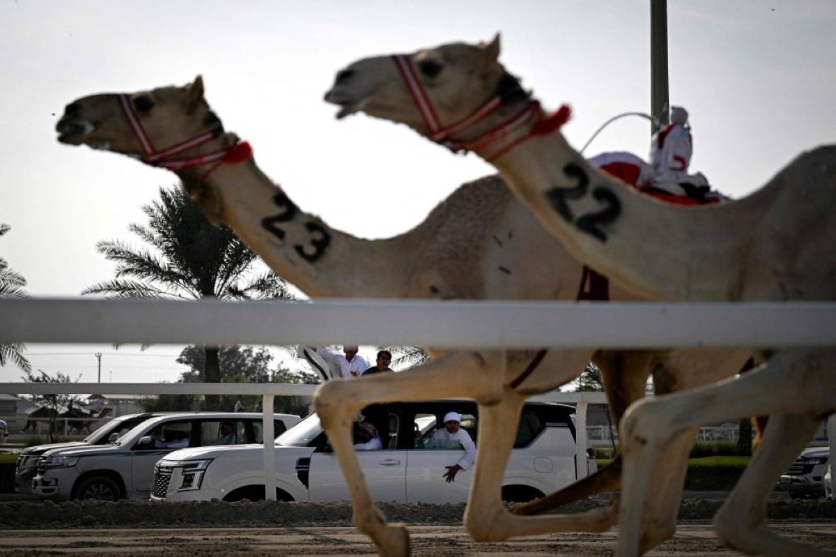 Spectators watch from their vehicles as remote-controlled, toddler-sized robot jockeys, in different colour racing silks, compete on camels on the sandy racing track, in al-Shahaniya on December 25, 2025. The camel race season runs from October to February in Qatar with camels trucked in from across the neighboring Gulf nations. Each race has about 10-12 camels competing, with up to 10 races taking place in a day. The camels are guided by an operator who can apply the whip antenna, command the jockey to pull on the reins, and shouts encouragement to the camel via a built-in speaker. (AFP)