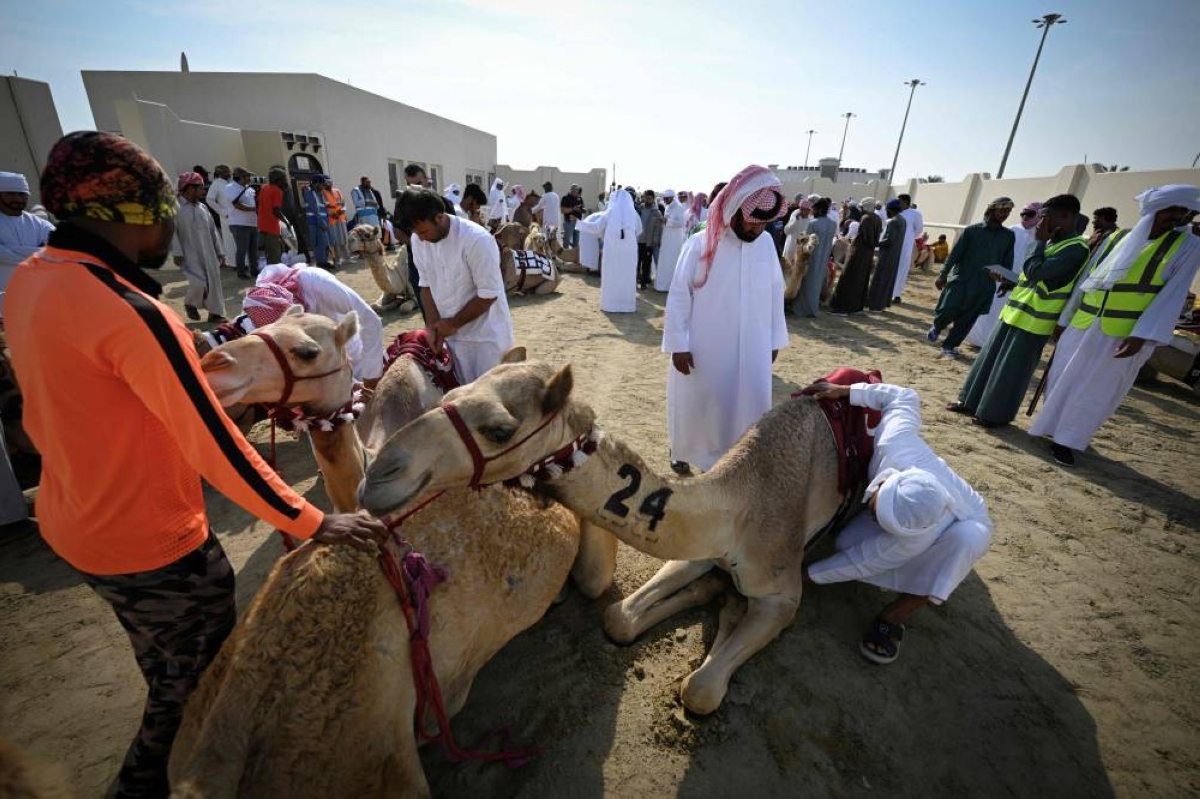 Camels and their keepers prepare for the start of a day of camel racing, in al-Shahaniya on December 25, 2025. The camel race season runs from October to February in Qatar with camels trucked in from across the neighboring Gulf nations. Each race has about 10-12 camels competing, with up to 10 races taking place in a day. The camels are guided by an operator who can apply the whip antenna, command the jockey to pull on the reins, and shouts encouragement to the camel via a built-in speaker. (AFP)