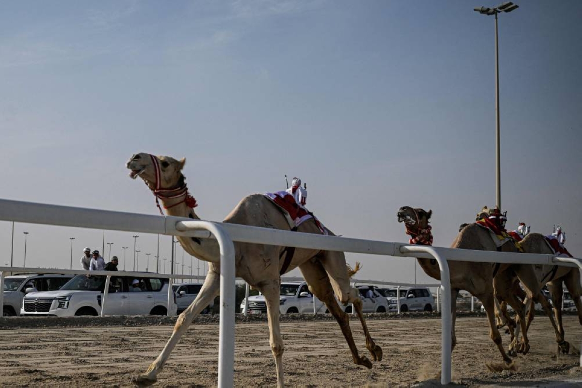 Spectators watch from their vehicles as remote-controlled, toddler-sized robot jockeys, in different colour racing silks, compete on camels on the sandy racing track, in al-Shahaniya on December 25, 2025. The camel race season runs from October to February in Qatar with camels trucked in from across the neighboring Gulf nations. Each race has about 10-12 camels competing, with up to 10 races taking place in a day. The camels are guided by an operator who can apply the whip antenna, command the jockey to pull on the reins, and shouts encouragement to the camel via a built-in speaker. (AFP)
