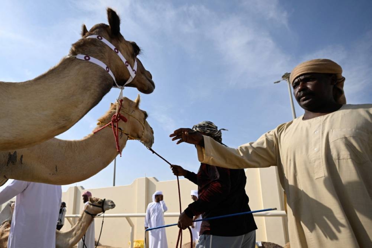 Camels and their keepers prepare for the start of a day of camel racing, in al-Shahaniya on December 25, 2025. The camel race season runs from October to February in Qatar with camels trucked in from across the neighboring Gulf nations. Each race has about 10-12 camels competing, with up to 10 races taking place in a day. The camels are guided by an operator who can apply the whip antenna, command the jockey to pull on the reins, and shouts encouragement to the camel via a built-in speaker. (AFP)