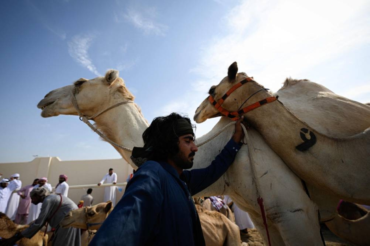 Camels and their keepers prepare for the start of a day of camel racing, in al-Shahaniya on December 25, 2025. The camel race season runs from October to February in Qatar with camels trucked in from across the neighboring Gulf nations. Each race has about 10-12 camels competing, with up to 10 races taking place in a day. The camels are guided by an operator who can apply the whip antenna, command the jockey to pull on the reins, and shouts encouragement to the camel via a built-in speaker. (AFP)