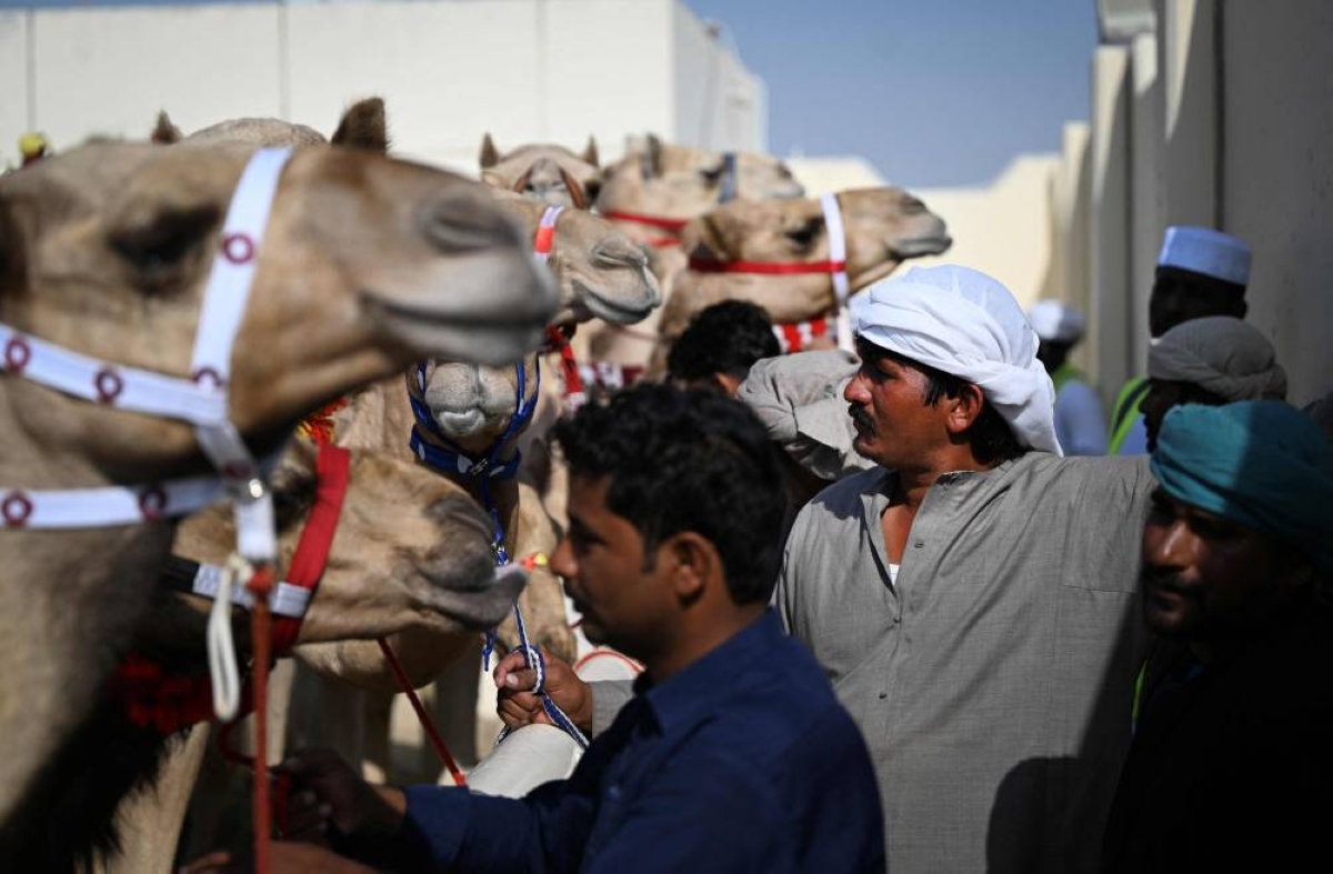 Camels and their keepers prepare for the start of a day of camel racing, in al-Shahaniya on December 25, 2025. The camel race season runs from October to February in Qatar with camels trucked in from across the neighboring Gulf nations. Each race has about 10-12 camels competing, with up to 10 races taking place in a day. The camels are guided by an operator who can apply the whip antenna, command the jockey to pull on the reins, and shouts encouragement to the camel via a built-in speaker. (AFP)