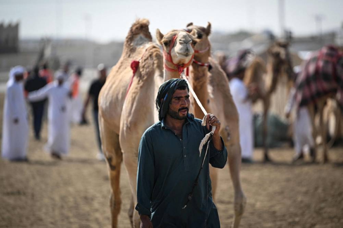 Camels and their keepers prepare for the start of a day of camel racing, in al-Shahaniya on December 25, 2025. The camel race season runs from October to February in Qatar with camels trucked in from across the neighboring Gulf nations. Each race has about 10-12 camels competing, with up to 10 races taking place in a day. The camels are guided by an operator who can apply the whip antenna, command the jockey to pull on the reins, and shouts encouragement to the camel via a built-in speaker. (AFP)