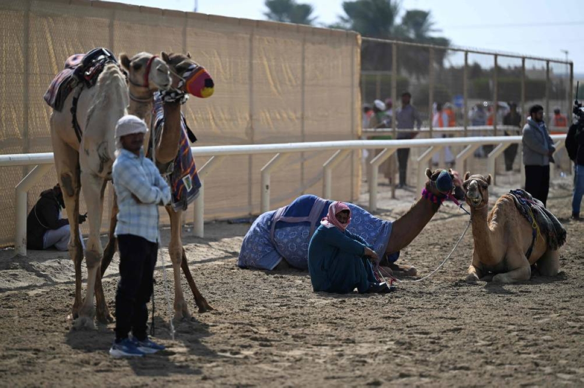 Camels and their keepers prepare for the start of a day of camel racing, in al-Shahaniya on December 25, 2025. The camel race season runs from October to February in Qatar with camels trucked in from across the neighboring Gulf nations. Each race has about 10-12 camels competing, with up to 10 races taking place in a day. The camels are guided by an operator who can apply the whip antenna, command the jockey to pull on the reins, and shouts encouragement to the camel via a built-in speaker. (AFP)