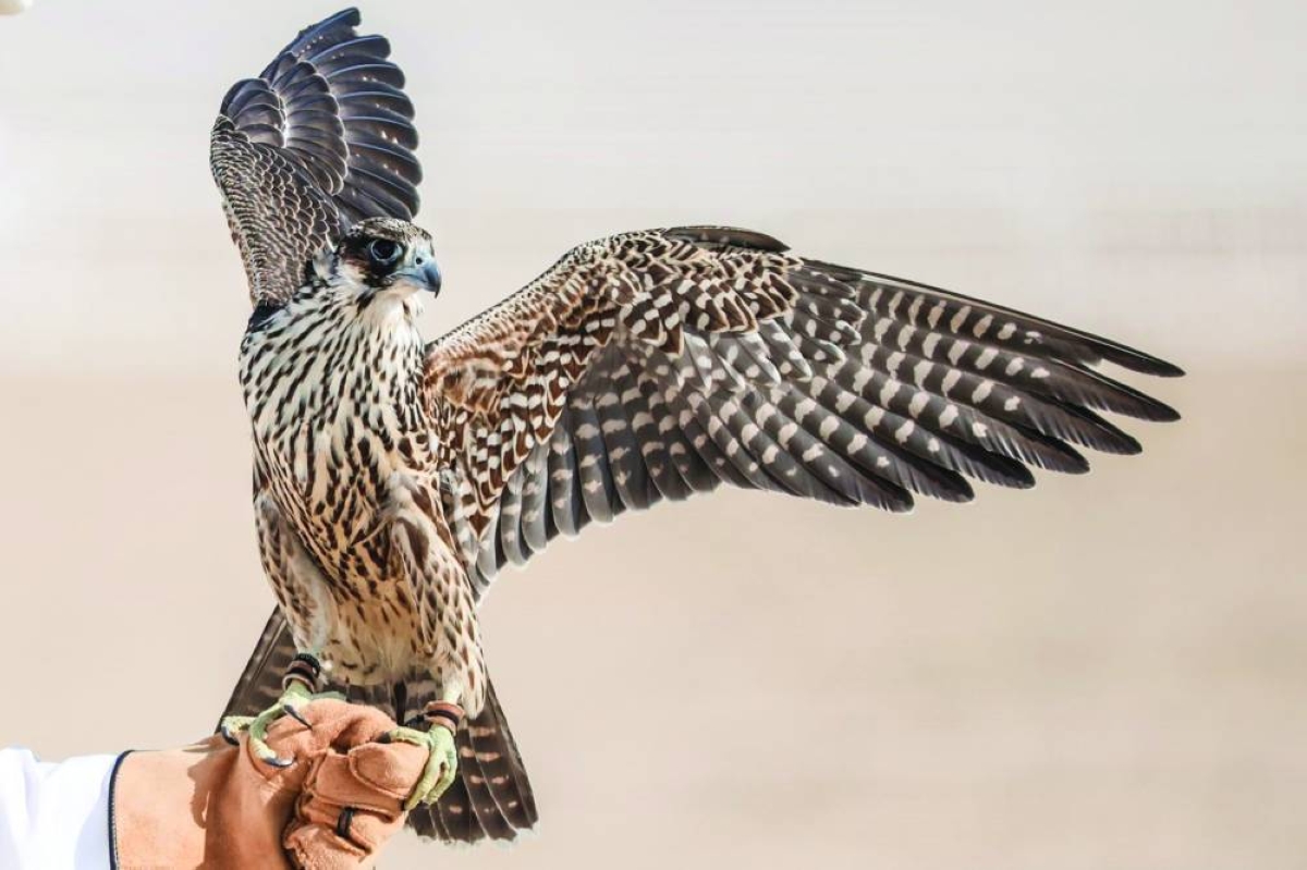 A Shaheen in Hadd Al-Tahaddi Championship.