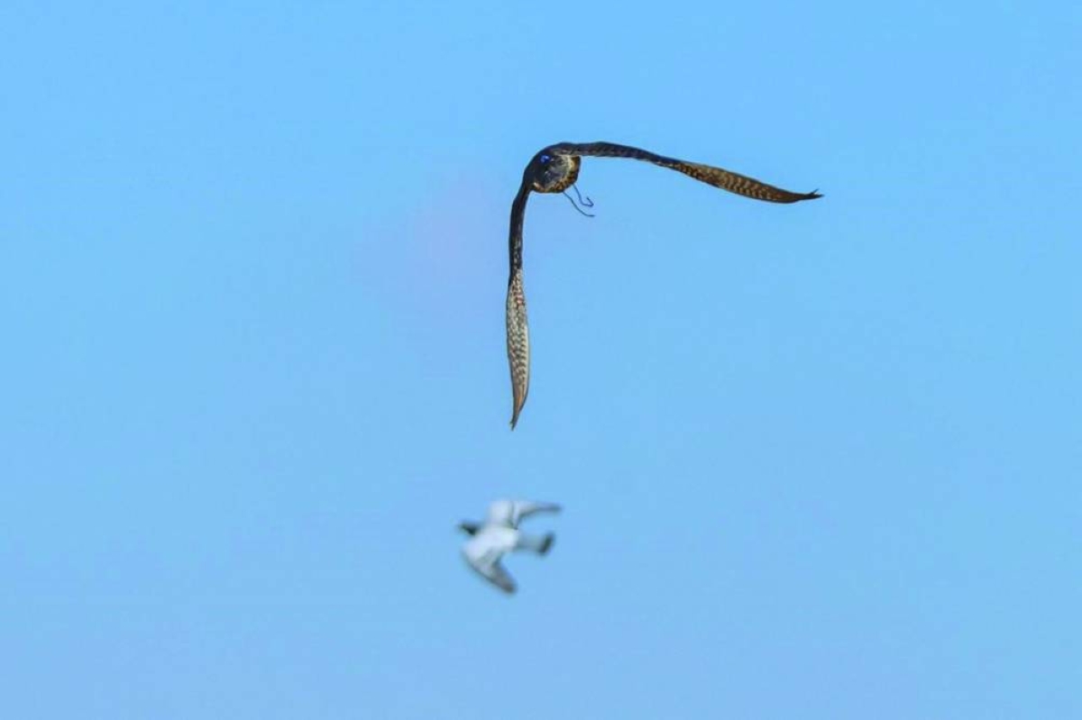 The chase between a Shaheen falcon and a homing pigeon