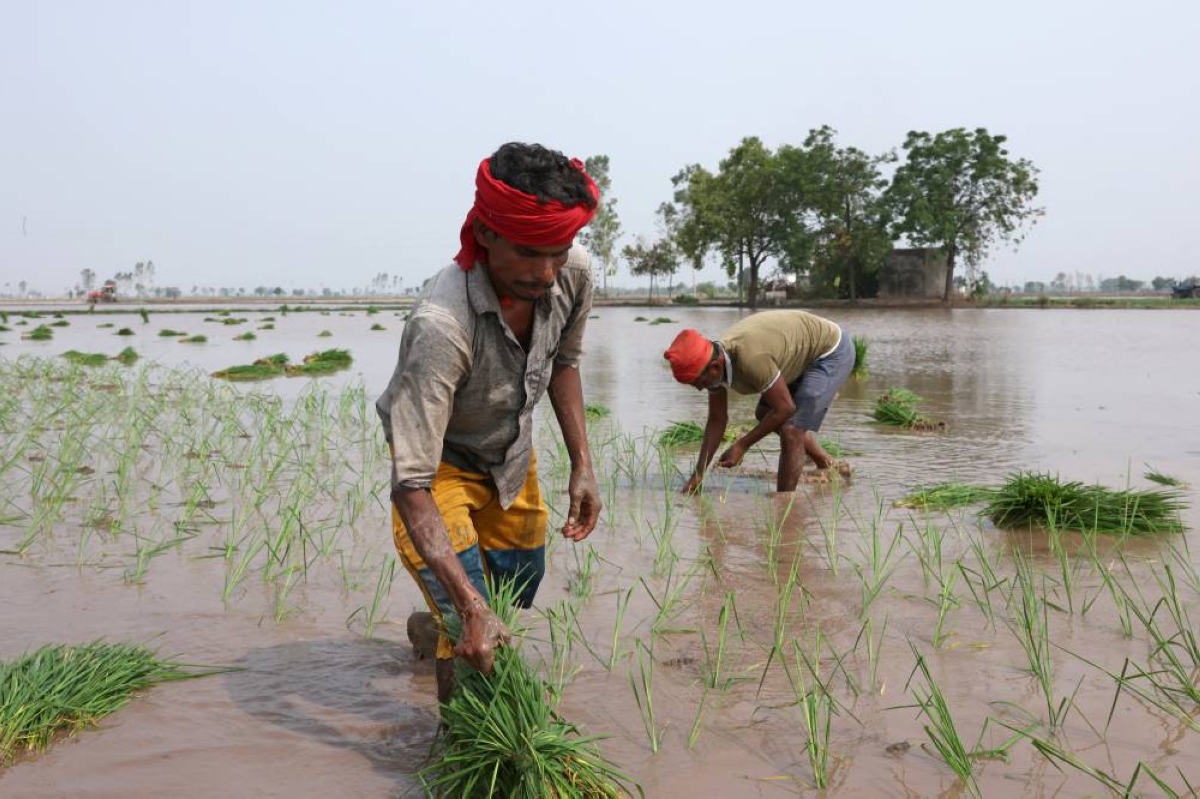 Labourers plant rice saplings in farmer Balkar Singh's field in Gaggarpur village in the northern state of Haryana, India.-- Reuters