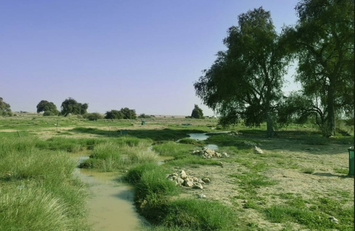 Qatar Steps up Efforts to Protect Fragile 'Rawda' Ecosystems