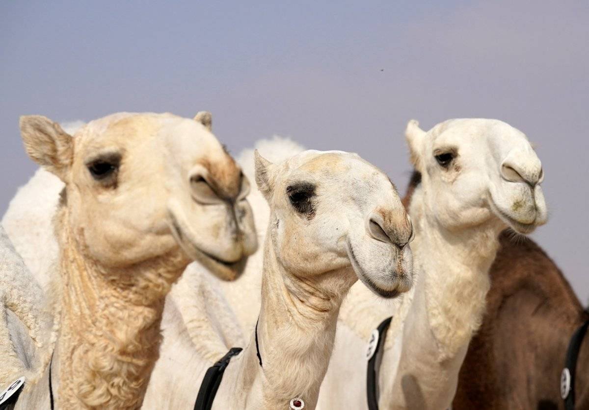 Qatar Camel Festival ‘Jazilat Al-Atta’ begins in Lbuseir today