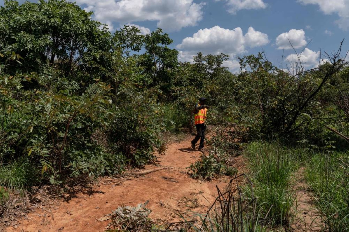 Forest rangers patrol in a forest in Likasi.
