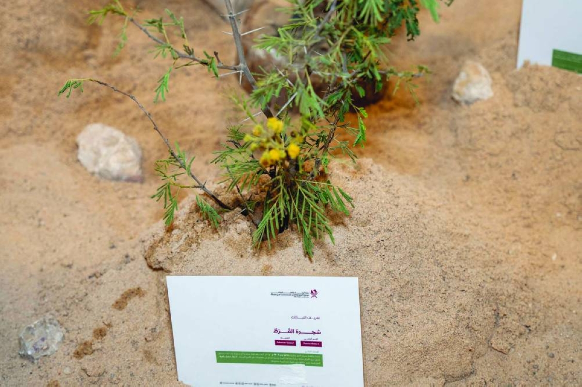 MoECC takes part in Qatar Camel Beauty Festival