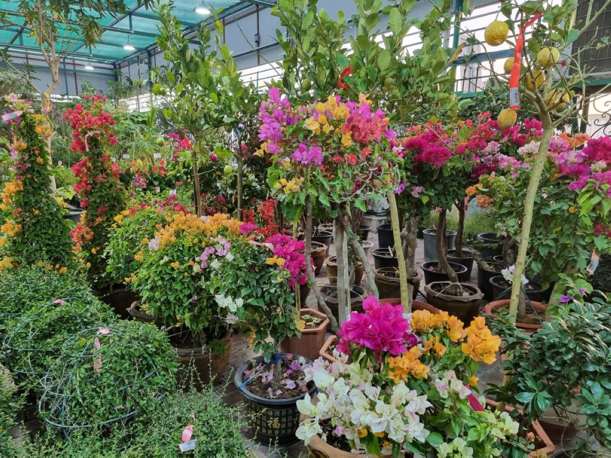 Qatar’s plant nurseries continue to be perennial beneficiaries of the cooler weather