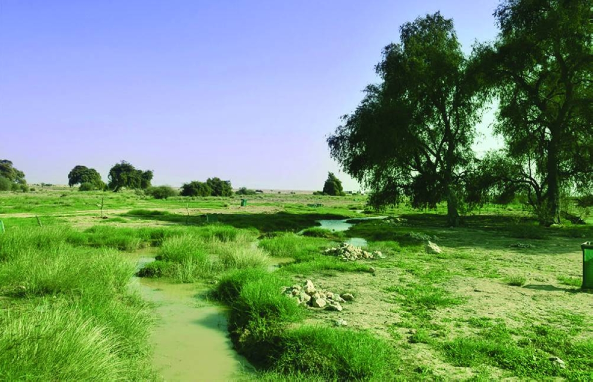 Qatar launches project to protect fragile ecosystems