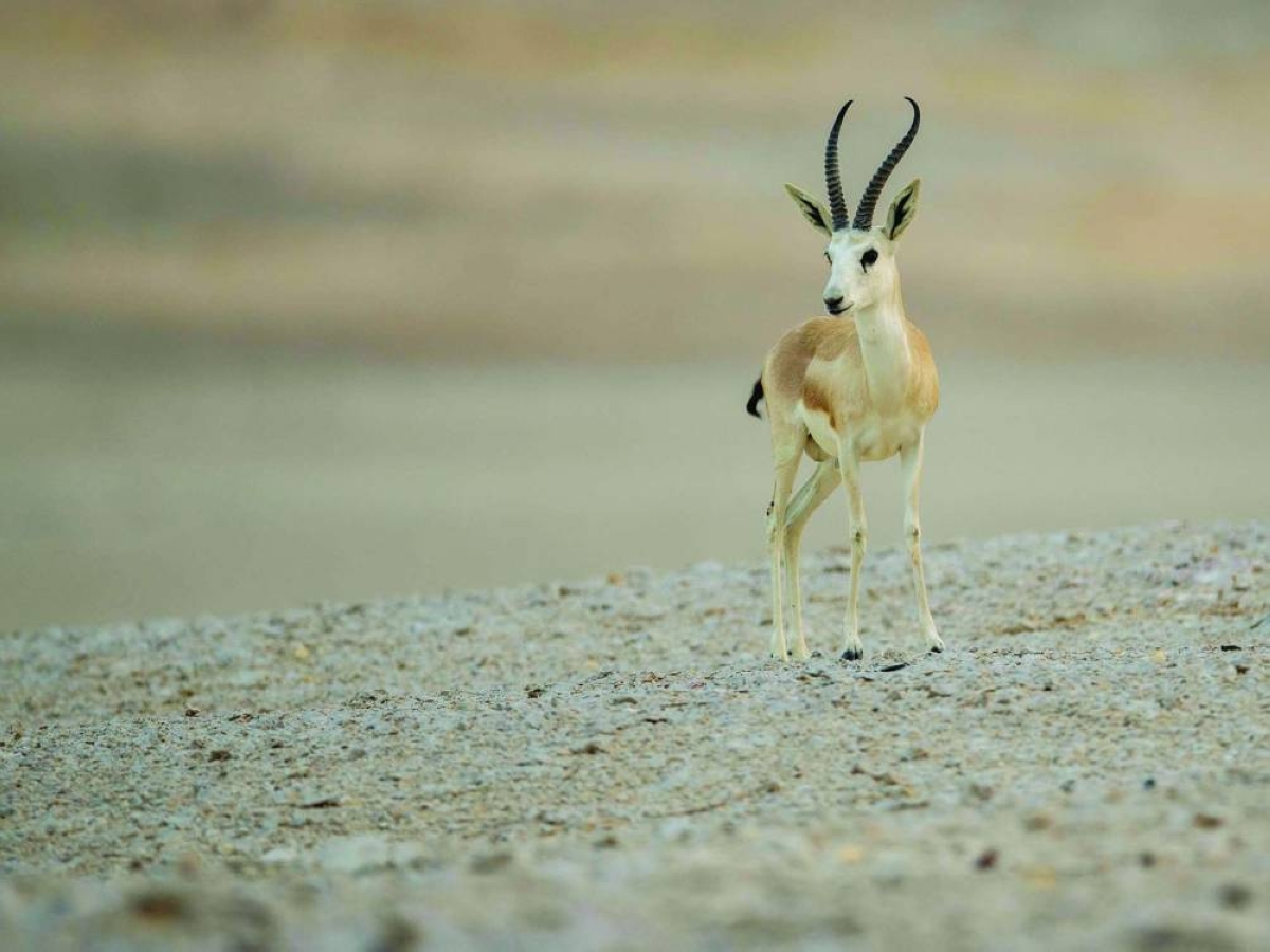 Sustaining and protecting wildlife components integral part of Qatar heritage and way of life