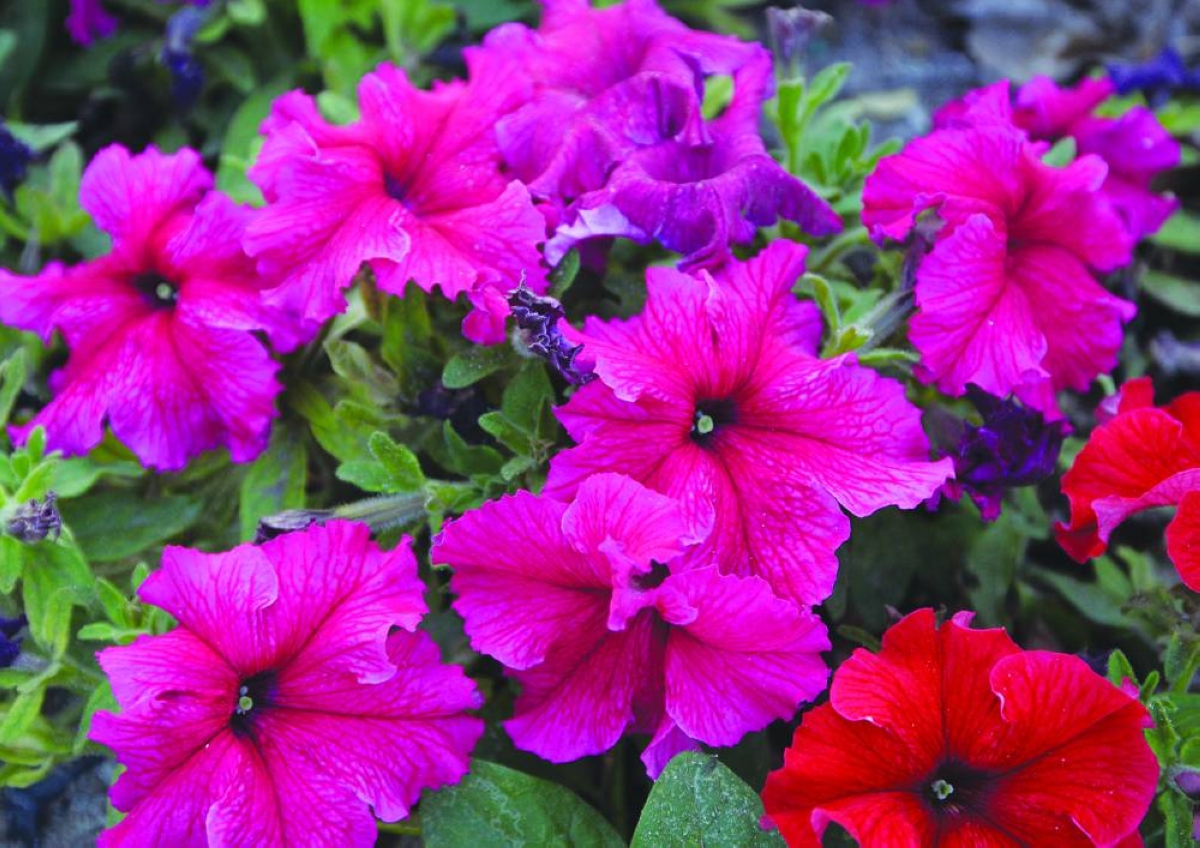  PICTURES: Shaji Kayamkulam

