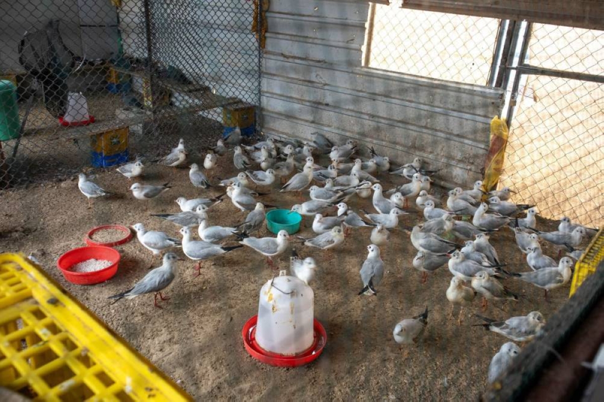 Captured seagulls freed by wildlife protection patrols