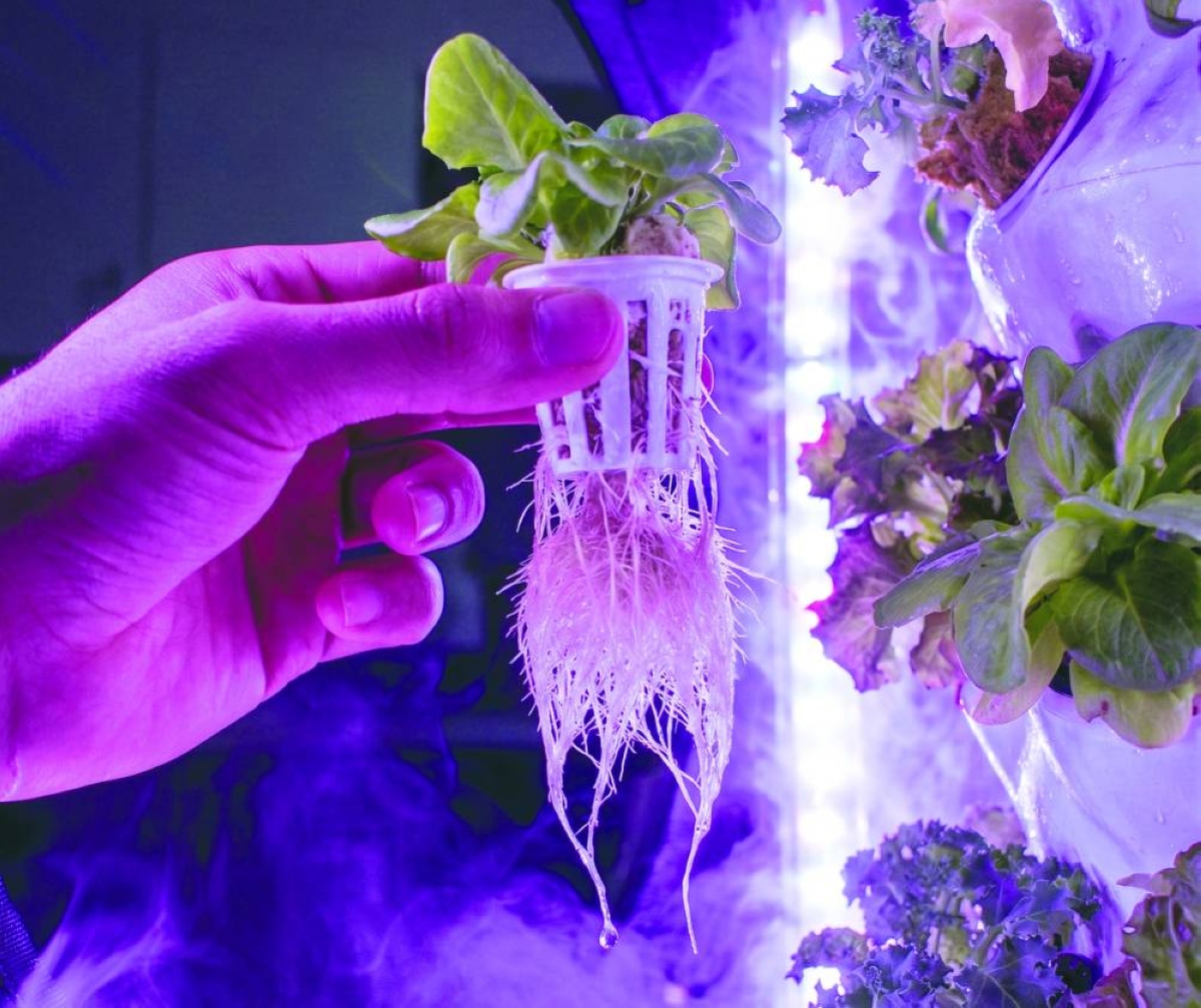 Fogponics is more than a tech buzzword. It’s physics in service of sustainability. 