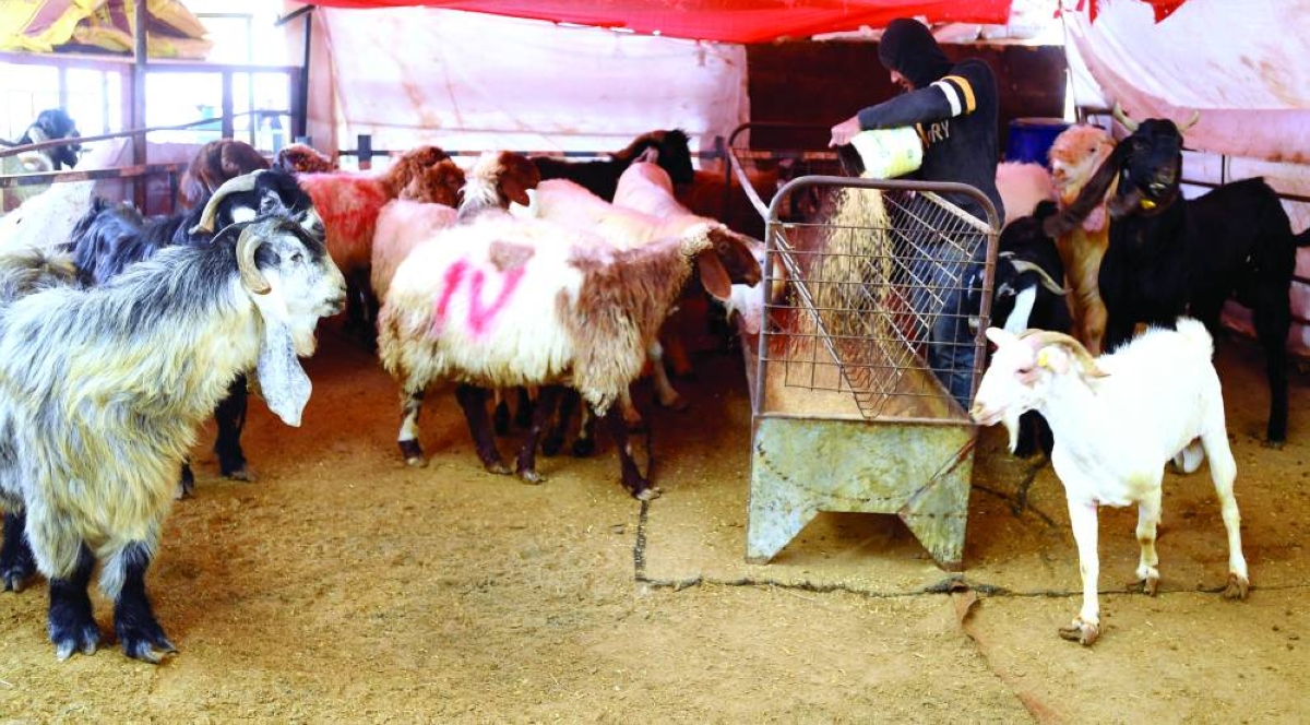 Rise in demand hikes prices at Al Wakra Livestock Market