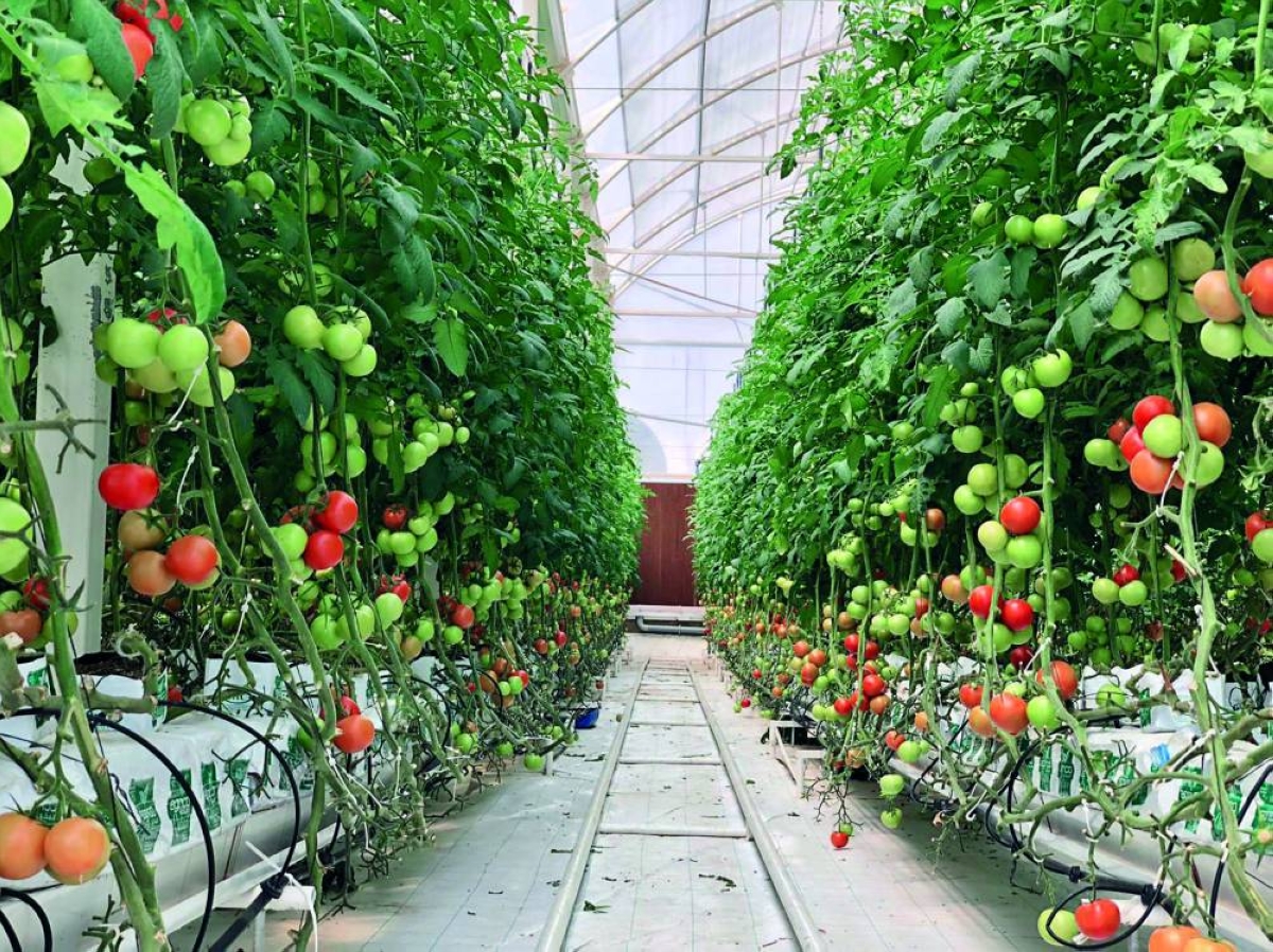 مزرعة ناصر الخلف