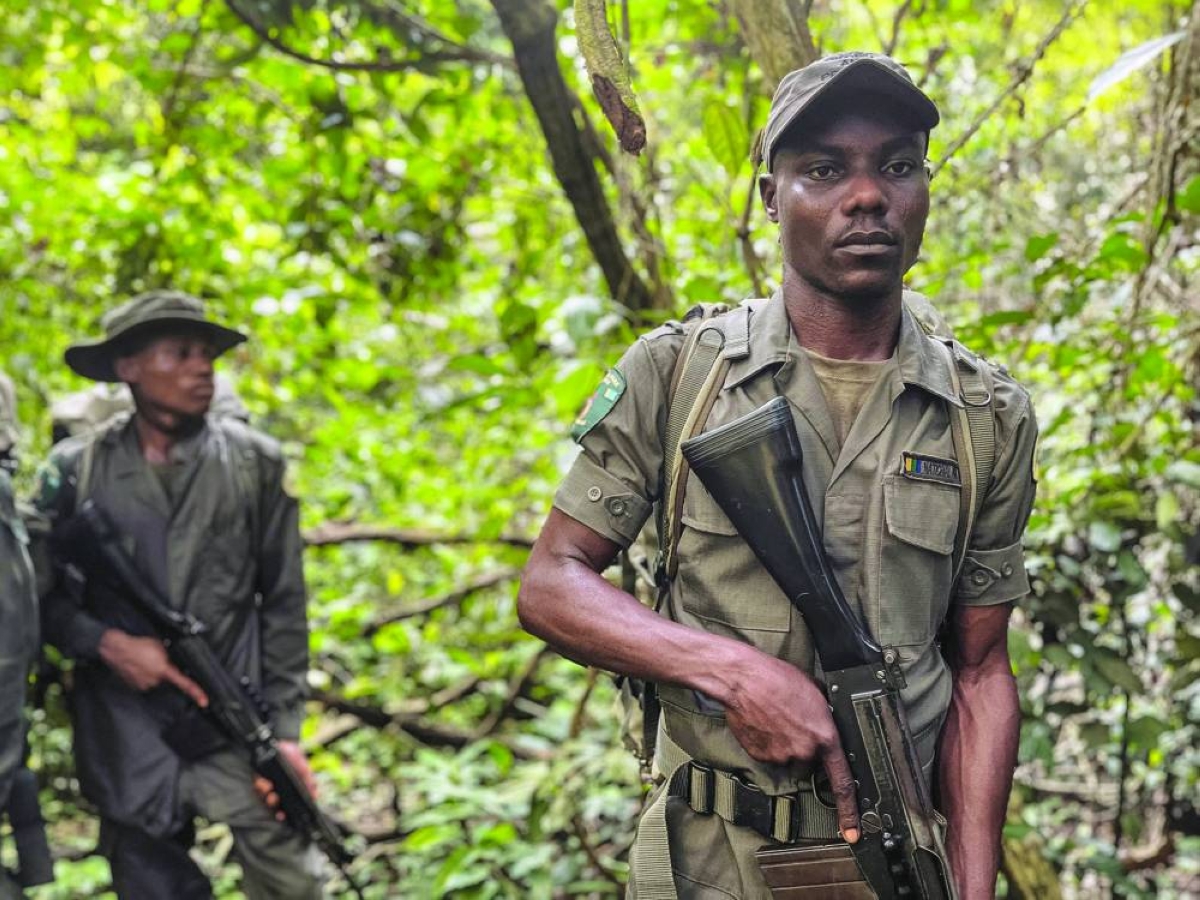 Festus Benjamin, an Africa Nature Investors (ANI) ranger patrols in the Okomu National Park on November 11, 2025. Previously, he earned his living hunting forest animals. Now, he teaches local communities about the importance of conservation.
By recruiting former poachers and loggers, Africa Nature Investors (ANI), an NGO charged by Nigeria's national parks service with managing Okomu, hopes to ease the economic pressures that eat away at Nigeria's nature reserves. (Photo by Leslie FAUVEL / AFP)