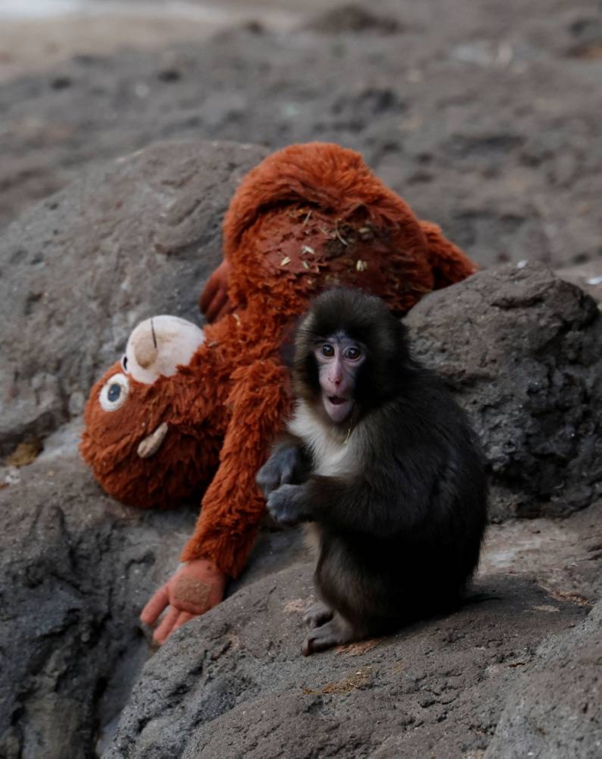 Rights group slams treatment of viral Japanese monkey ‘Punch’