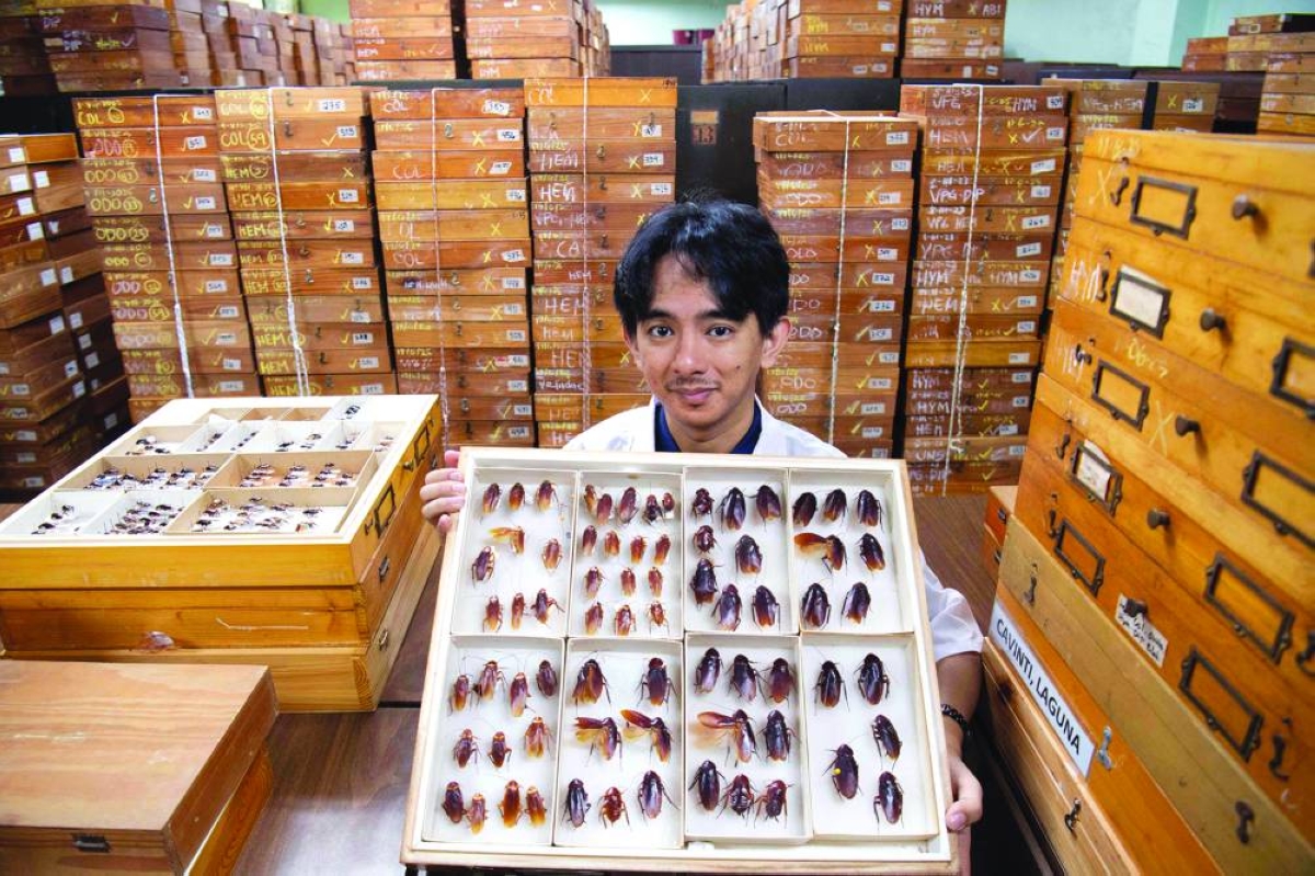 Cristian Lucanas, an entomologist from the University of the Philippines Los Banos, shows preserved specimens of cockroaches among troves inside a laboratory at the University of the Philippines in Los Banos town, south of Manila. (AFP)